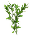 Ruscus1