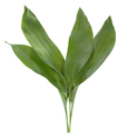 Floresfrescas_1