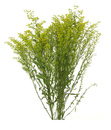 Solidago1