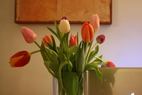 Tulipanes_floresfrescas2