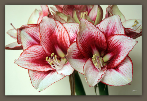 Amarilliys