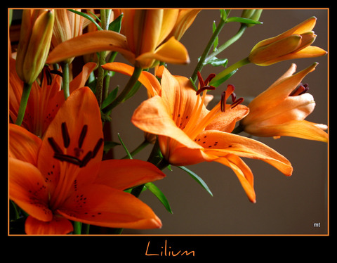 Lilium