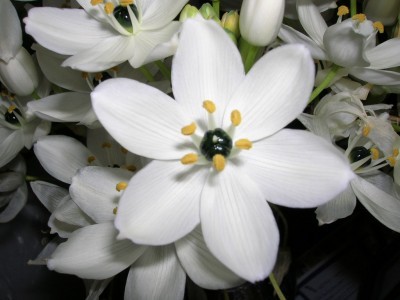 Normal_ornithogalum_20arabicum_202