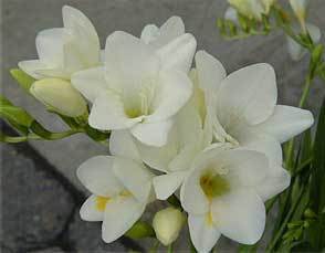 Freesia_blanca