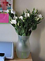 Lisianthus_paz