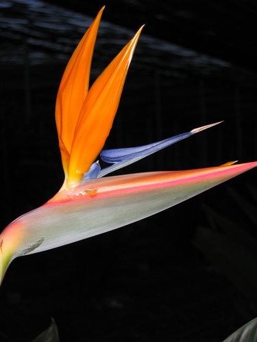 Strelitzia