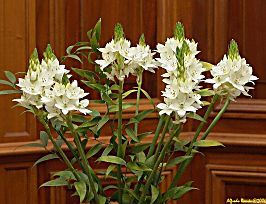 Ornitogalum_alfredo_remon