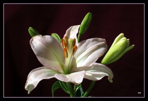 Lilium_rosa