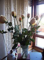 Rosas_rocio