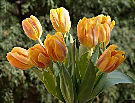 Tulipanesnaranjas_alfredoremon