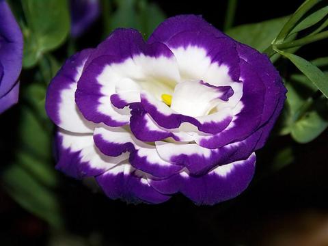 Lisianthus_2008_1