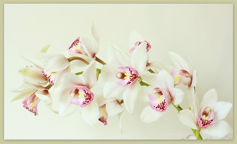 Vara_orquidea
