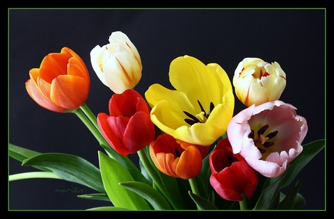 Colores