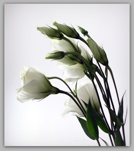 Lisianthus