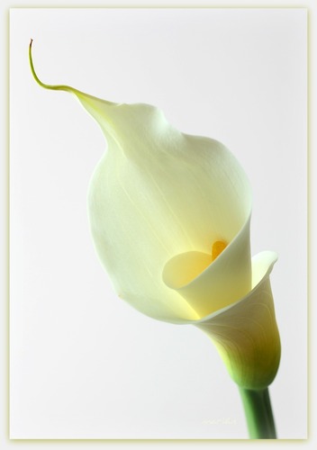 Calla