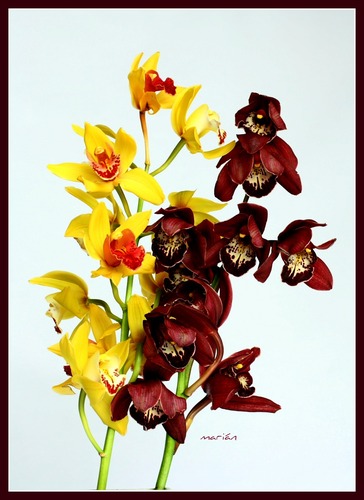 Orquideas