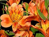 Alstroemerias_alfredoremon1