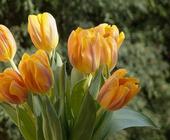Tulipanes