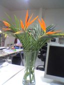 Strelitzia