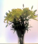 Lillium