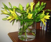 Lilium