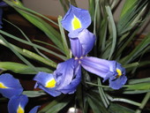 Iris
