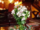 Alstroemerias_rebecca