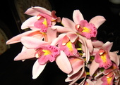 Orquidea