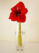 Amaryllis_rojo_natalio