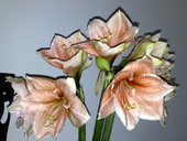 240320101486