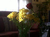 Freesias_y_rosa