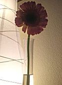 Gerberas_cris2
