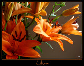 Lilium