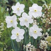 Ornithogalum_arabicum