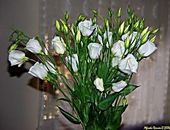 Lisianthus_alfredo_remon