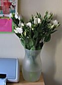 Lisianthus_paz