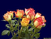 Rosasconfetti_alfredoremon