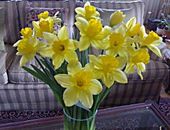 Narcisos_anonimo