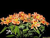 Alstroemeria_alfredoremon