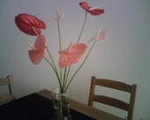 Anthurium