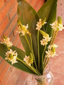 Ornithogalum