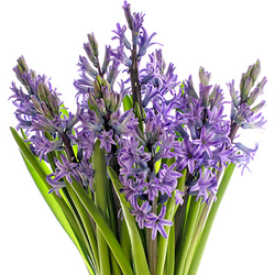 Jacintos morados