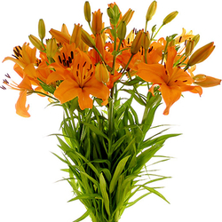 Lilium naranja
