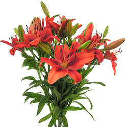 Lilium rojo