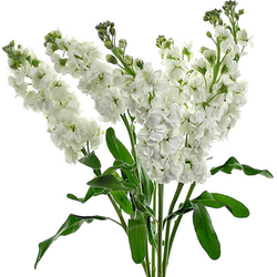Alhelí Blanco