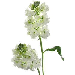 Alhelí Blanco