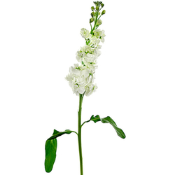 Alhelí Blanco