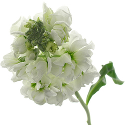 Alhelí Blanco