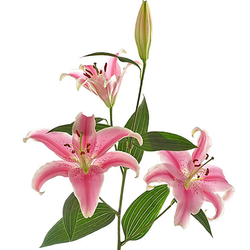 Lilium rosa