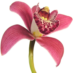 Orquídea tailandesa